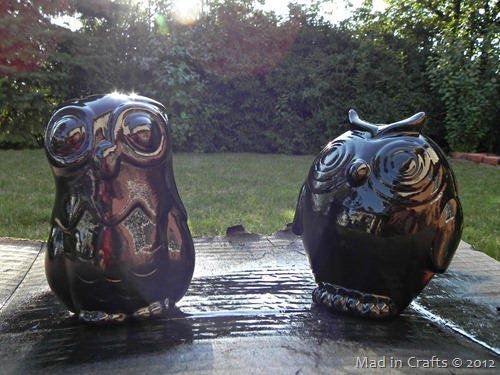 orb owls