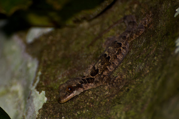 Spotting Image 1