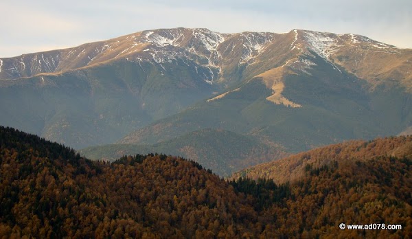 cioranga ramura de sus-8.JPG
