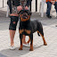 Rottweiler hodowla szczenięta Toro Negro -018.JPG