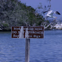 Royal Tern