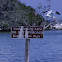 Royal Tern