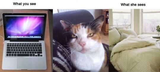 [what-you-see-animals-d08149%255B2%255D.jpg]