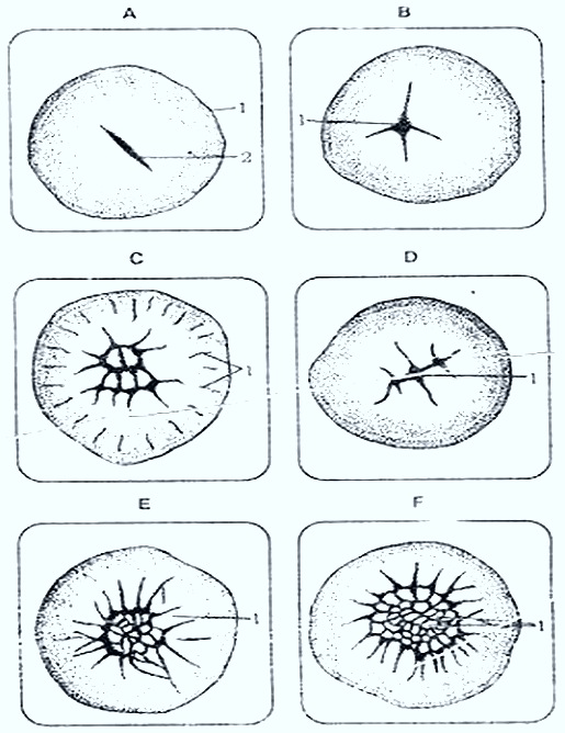 GASTRULATION-CHICK GASTRULATION-CHICK