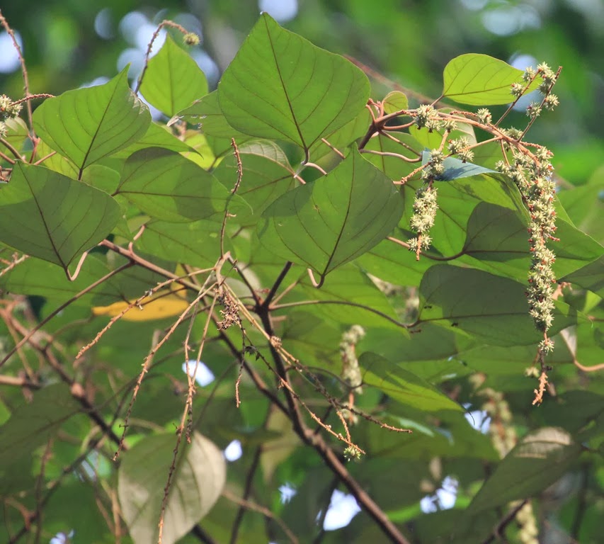 [mallotus-paniculatus4.jpg]