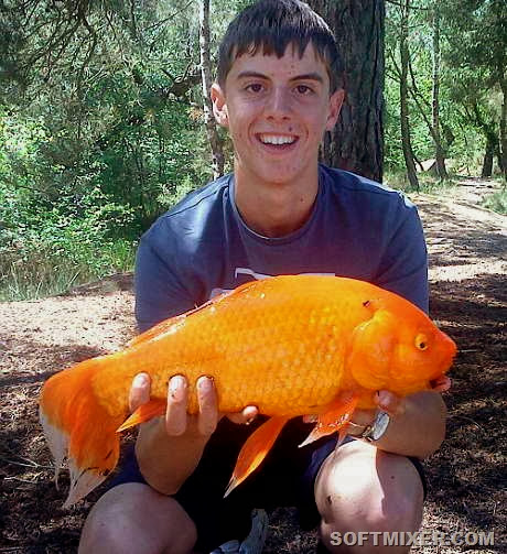 goldfish goldfish