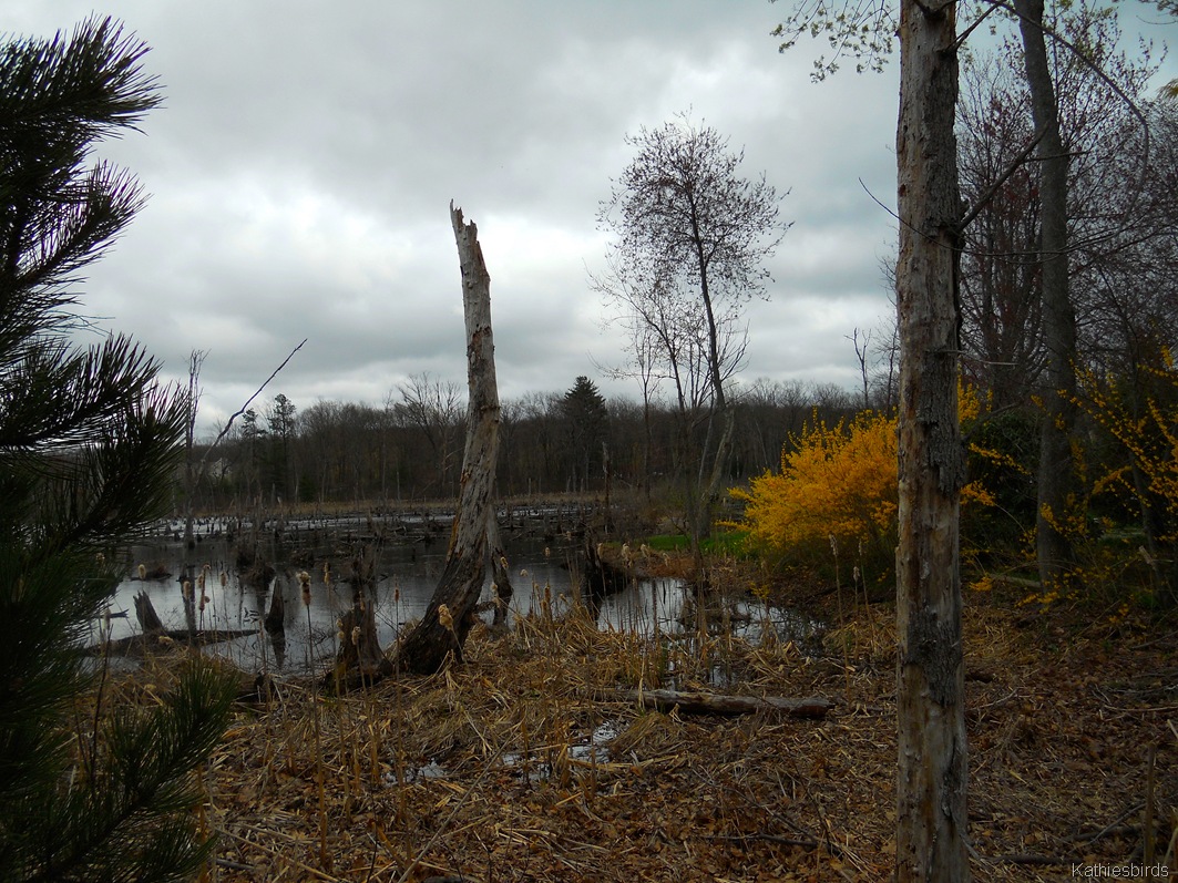 [SWF%2520springbog%25204-27-11-kab%255B5%255D.jpg]