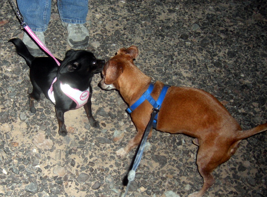 [D.O.G.%2520and%2520Chorizo%255B4%255D.jpg]