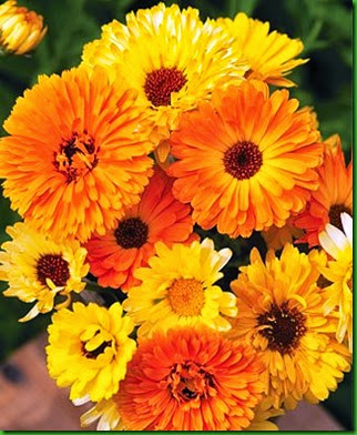 Calendula Pacific Beauty Calendula Pacific Beauty