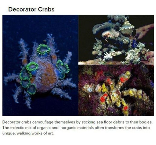 [animals-create-things-4%255B2%255D.jpg]