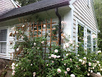 My beautiful trellis with climbing roses