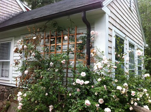 My beautiful trellis with climbing roses
