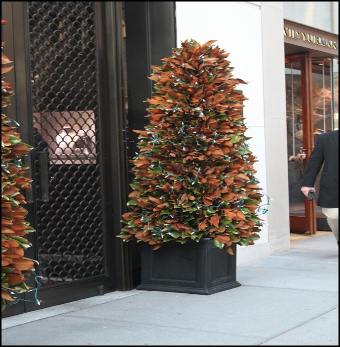 IMG_2980 IMG_2980