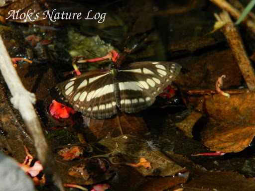 Nymphalidae%25252c%252520neptis%252520mahendra%25252c%252520himalayan%252520sailer