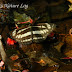 Nymphalidae%25252c%252520neptis%252520mahendra%25252c%252520himalayan%252520sailer