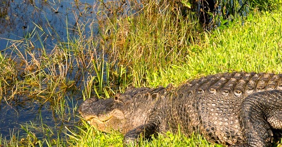 Everglades National Park Shark Valley Bicycle Ride 046