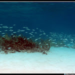 IMG_8849.JPG