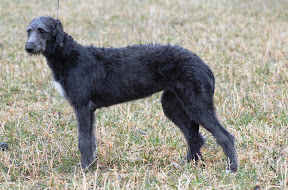 Galerita&rsquo;s Black Opal, Skotsk hjorthund.jpg