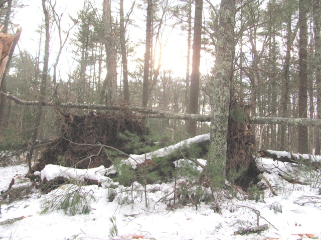 [Blizzard%25202.12.2013%2520uprooted%2520tree%2520on%2520U%2520Einos%2520land2%255B3%255D.jpg]