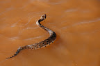 Her er det en “puffadder” på vej over floden (nogle kalder den for Afrikas farligste slange).