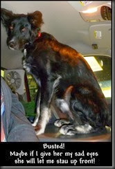 Busted! <br /> Maybe if I give her my sad eyes <br /> she will let me stau up front! Busted! <br /> Maybe if I give her my sad eyes <br /> she will let me stau up front!
