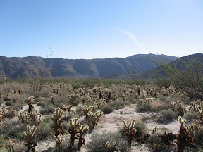 Sea of Cholla on our overland trek.
