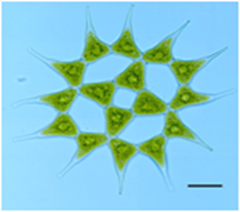 Pediastrum Pediastrum