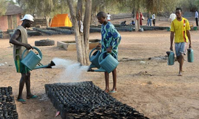 Workers water the Widu tree nursery in Senegal's Louga region, part of the Great Green Wall, a lush 15km (10 mile) wide strip of different plant species, meant to span the 7,600km from Senegal to Djibouti to halt desertification. Seyllou Diallo / AFP / Getty Images