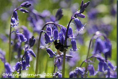 bumblebee-on-bluebells