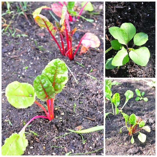 swiss_chard_LR