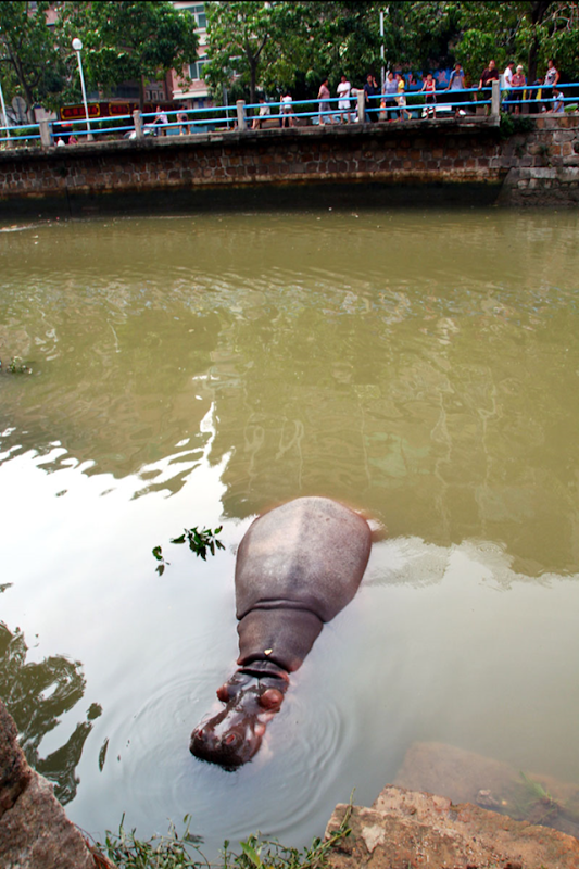 A hippopotamus from Shantou Zoo swims in a nearby river after the zoo became submerged by flood waters from Typhoon Usagi, allowing the hippopotamus to swim across the zoo's boundary fence, 23 September 2013. Photo: ChinaFotoPress / Getty Images