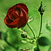 redrose2sh.jpg