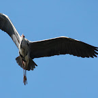 IMG_0879-Crop 1.jpg