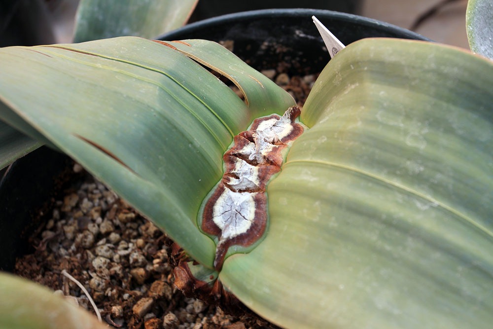 [130202_UCDavis_Welwitschia-mirabilis_02%255B5%255D.jpg]