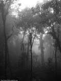 Kinabalu Park, Borneo