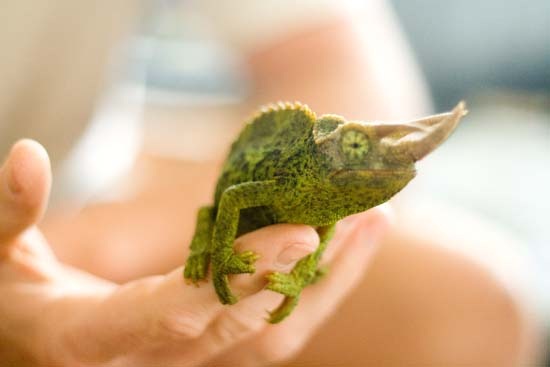 [1chameleon%255B4%255D.jpg]