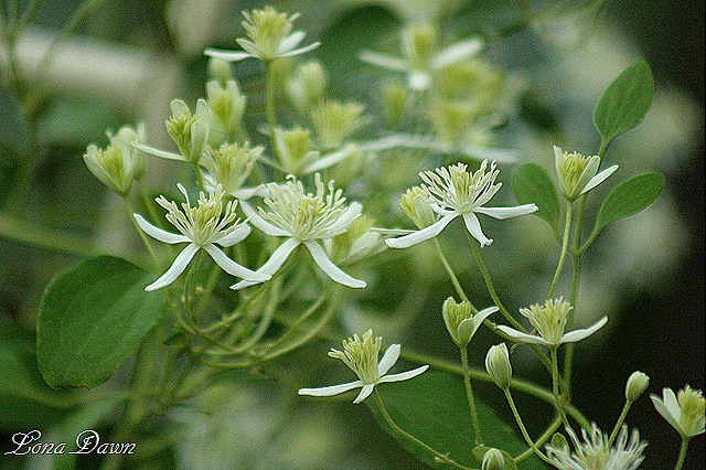 [Autumn_Clematis9.jpg]