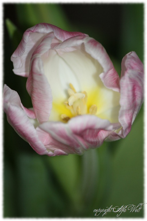 [tulpe%255B3%255D.jpg]