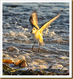 untitled Sanderling landingD7K_8068 November 03, 2011 NIKON D7000