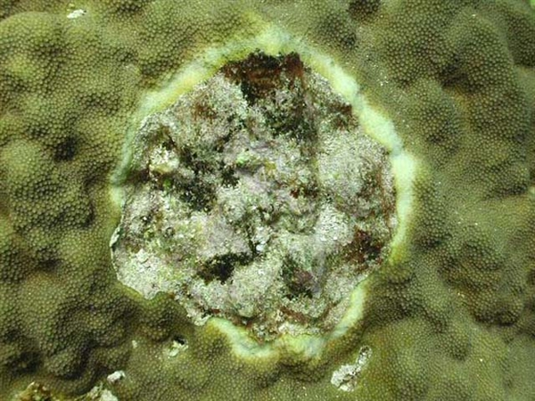 Diseased coral reef, stressed by global warming, pollution, and overfishing. NBC News