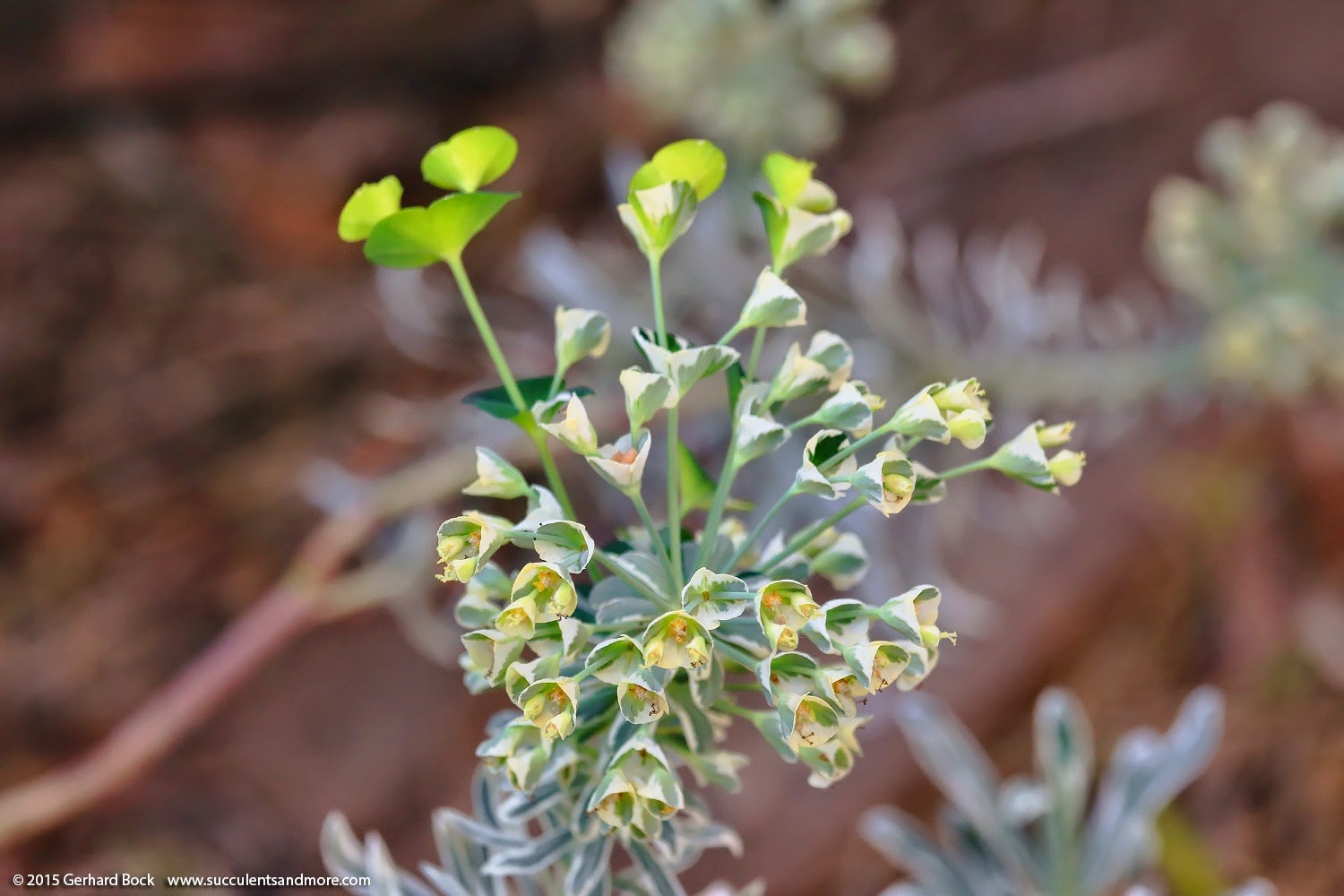 [150318_home_029_Euphorbia_Tasmanian_%255B2%255D.jpg]