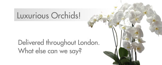 Beautiful Orchids delivered http://www.only-orchids.com/Luxury-Orchids/