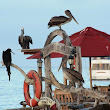 Puerto Ayora