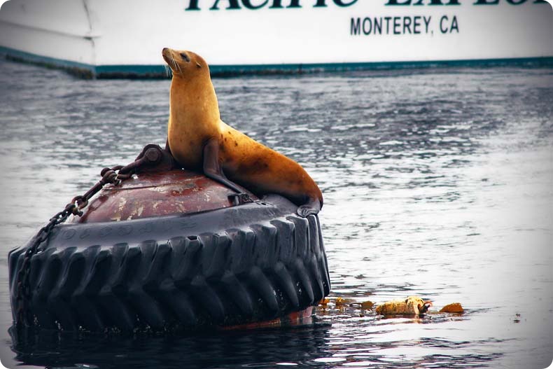 sea lion 2 sea lion 2