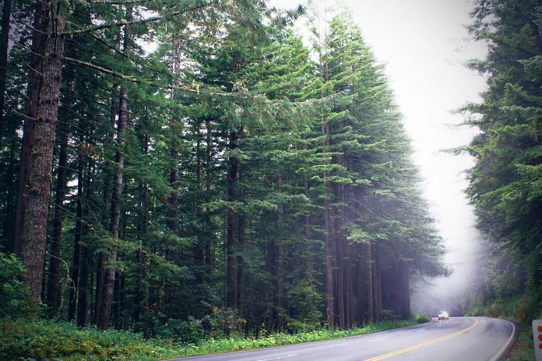 [redwood5.jpg]