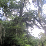 Two OClock Bayou Paddle July 14, 2012 - IMG_0050.JPG