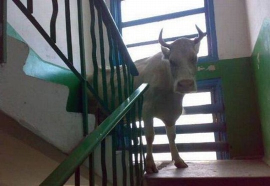 [viral-picdump-pics-17%255B2%255D.jpg]