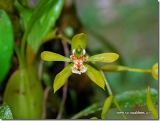 Coelogyne_zurowetzii_sarawaklens_3