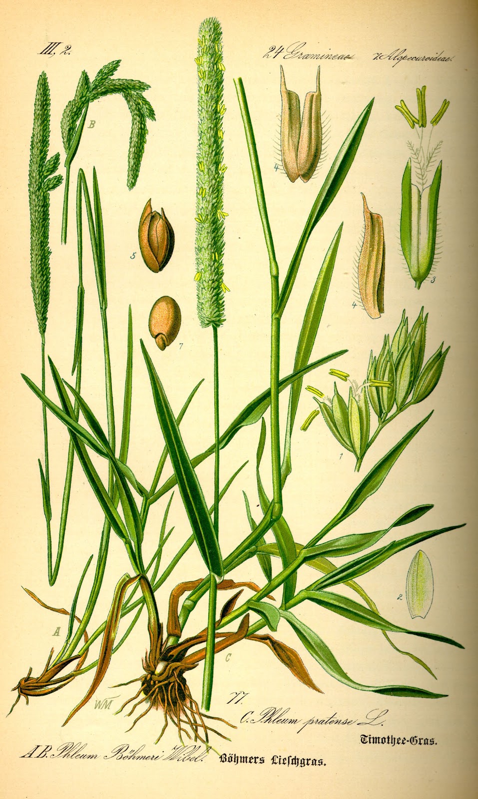 [Illustration_Phleum_pratense0%255B3%255D.jpg]