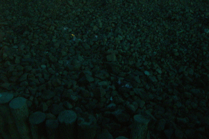 img_100.jpg